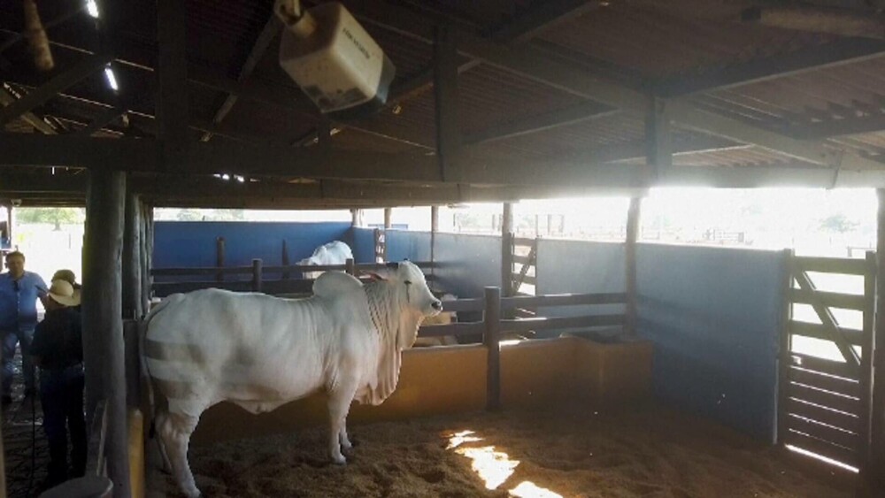 O vacă trăiește la o fermă unde este păzită de agenți înarmați și camere de supraveghere. Ce o face atât de specială | FOTO - Imaginea 5