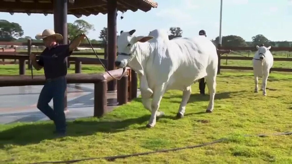O vacă trăiește la o fermă unde este păzită de agenți înarmați și camere de supraveghere. Ce o face atât de specială | FOTO - Imaginea 7