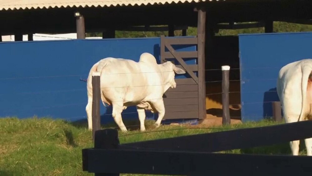 O vacă trăiește la o fermă unde este păzită de agenți înarmați și camere de supraveghere. Ce o face atât de specială | FOTO - Imaginea 10