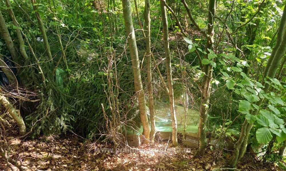 Ce au descoperit polițiștii de frontieră din Suceava în zeci de cutii ascunse în vegetație. Costă peste 1,7 milioane de lei - Imaginea 15