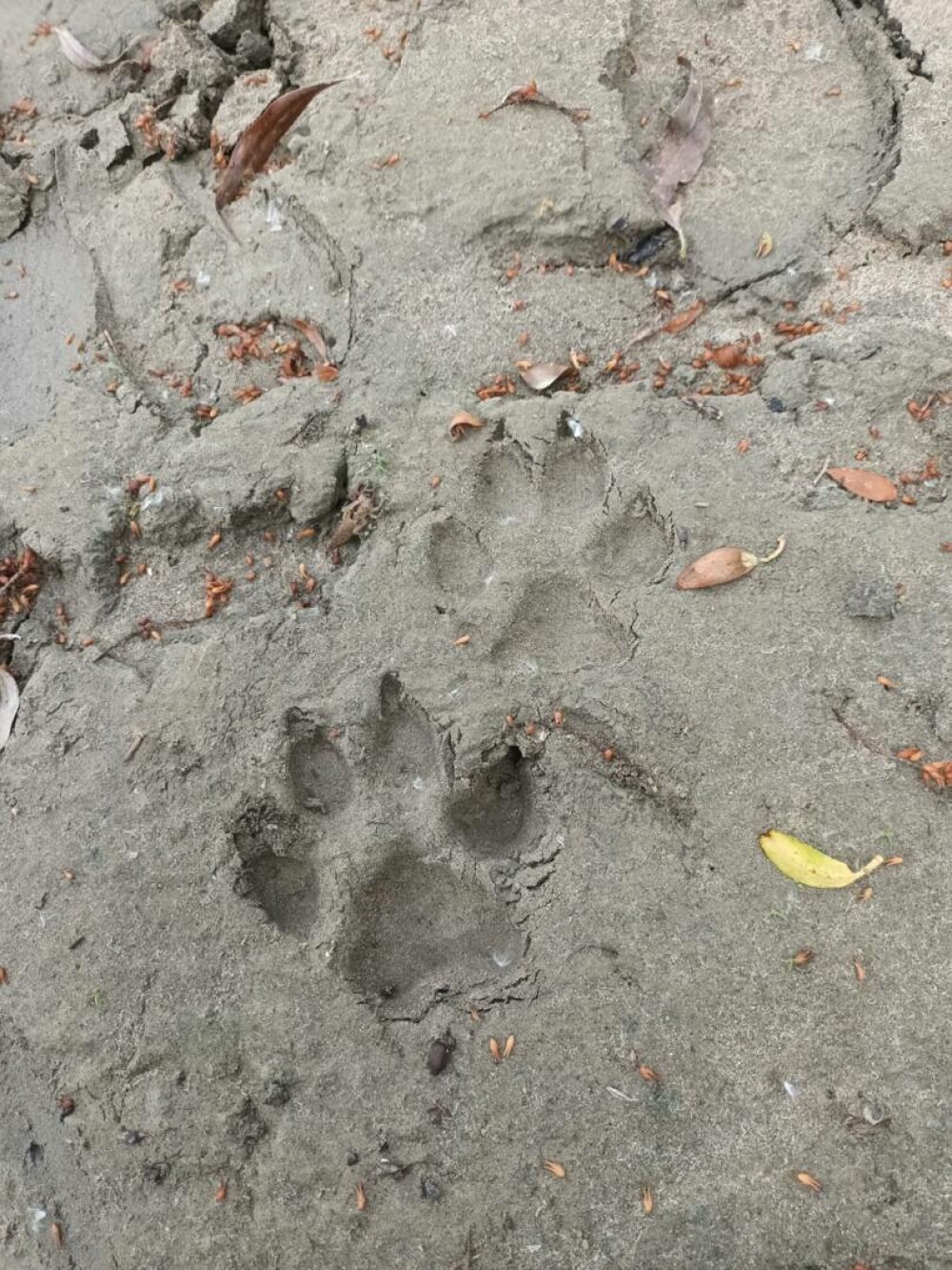 Urmele observate de un vânător din Giurgiu, care a semnalat prezența panterei din Bulgaria. Animalul, căutat de autorități - Imaginea 1