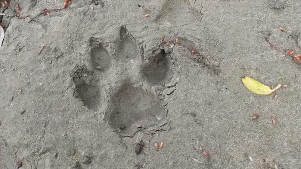 Urmele observate de un vânător din Giurgiu, care a semnalat prezența panterei din Bulgaria. Animalul, căutat de autorități - Imaginea 2