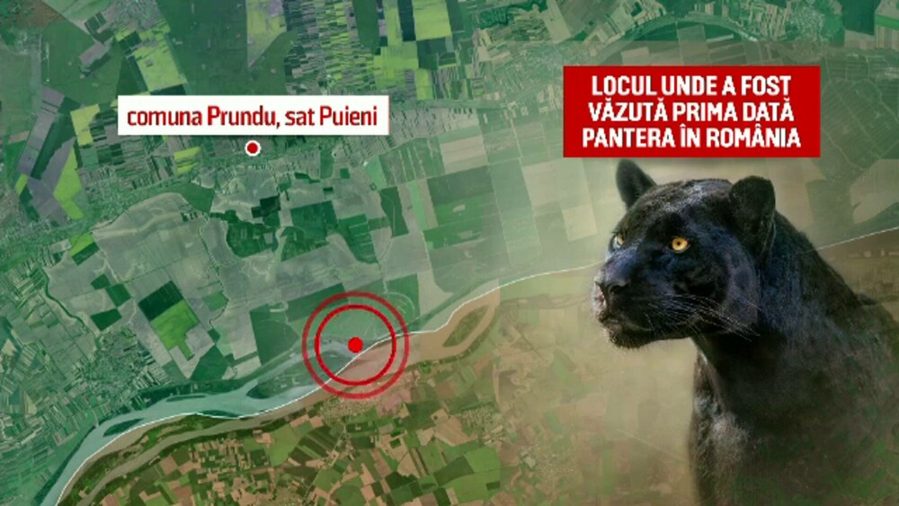 Urmele observate de un vânător din Giurgiu, care a semnalat prezența panterei din Bulgaria. Animalul, căutat de autorități - Imaginea 3