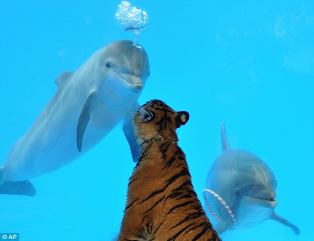Un tigru si un delfin, cei mai buni prieteni! - Imaginea 1