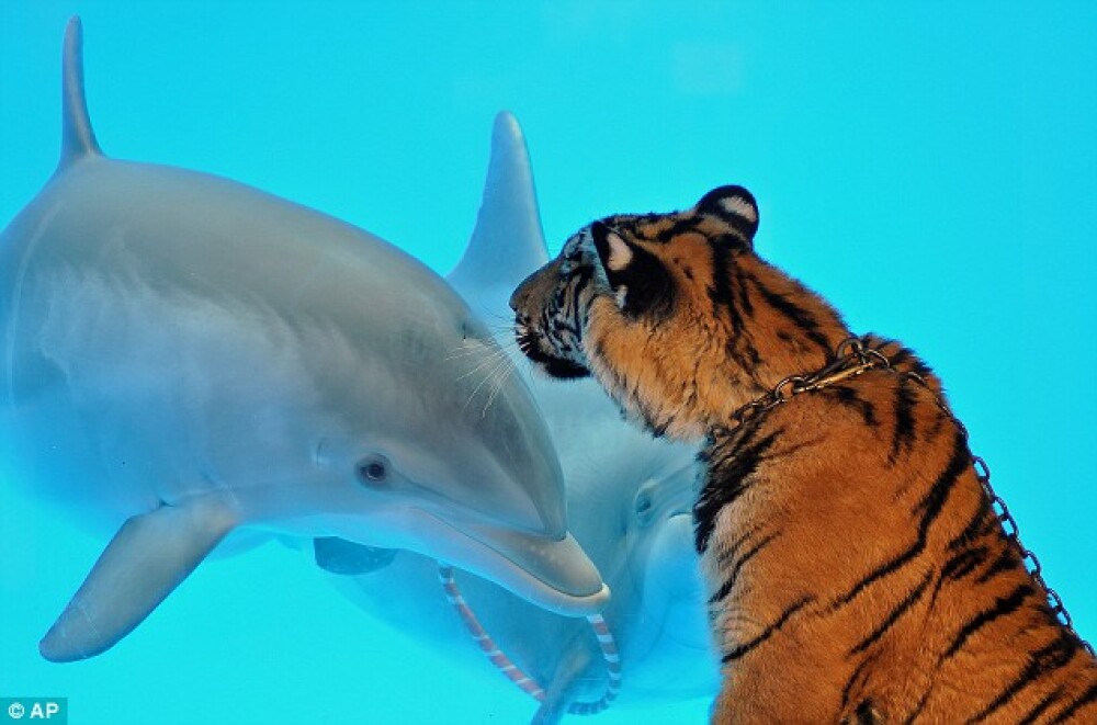 Un tigru si un delfin, cei mai buni prieteni! - Imaginea 2