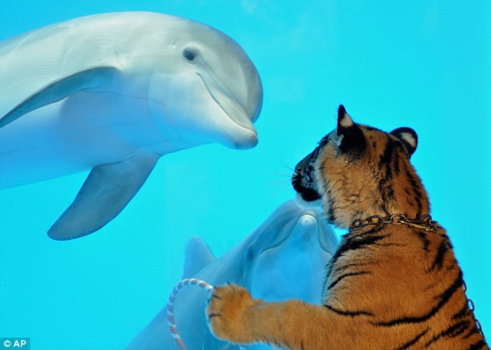 Un tigru si un delfin, cei mai buni prieteni! - Imaginea 4
