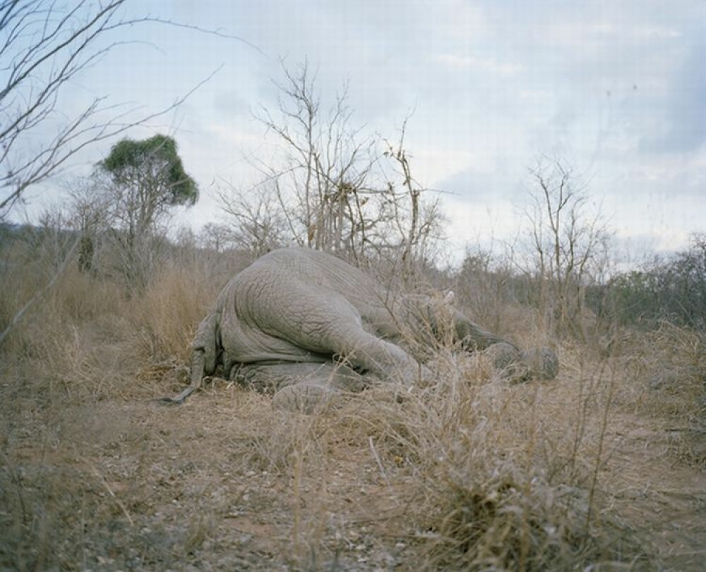 SOCANT! Atat de saraci incat au ajuns sa manance cadavre de elefanti - Imaginea 6