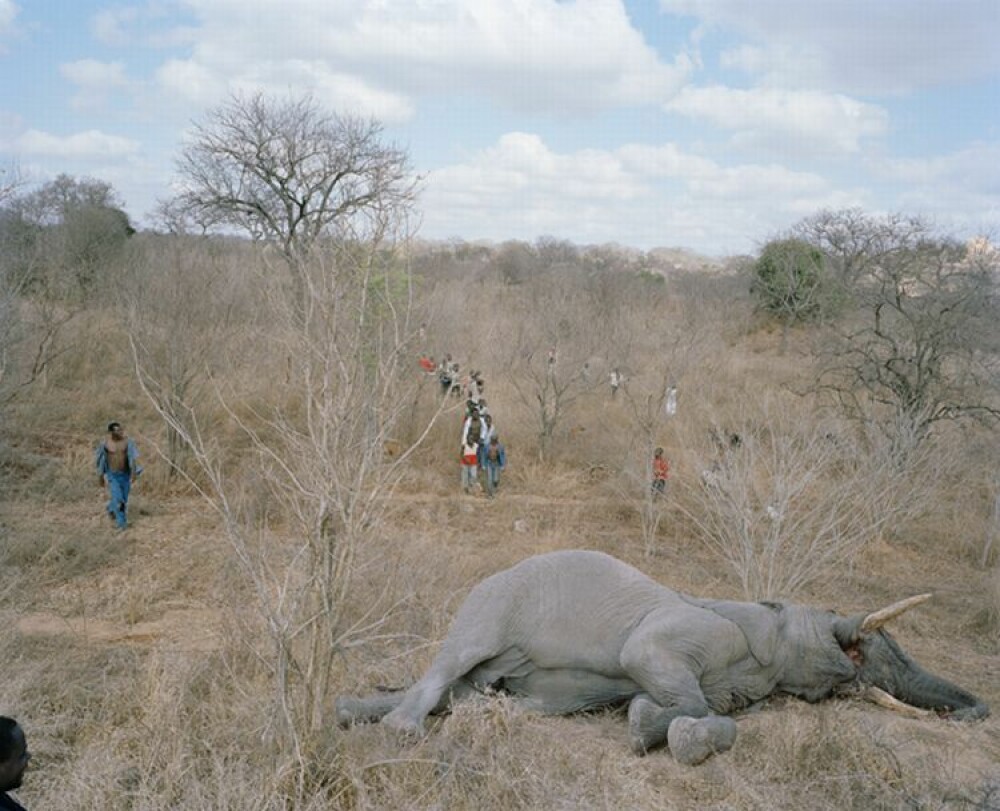 SOCANT! Atat de saraci incat au ajuns sa manance cadavre de elefanti - Imaginea 5