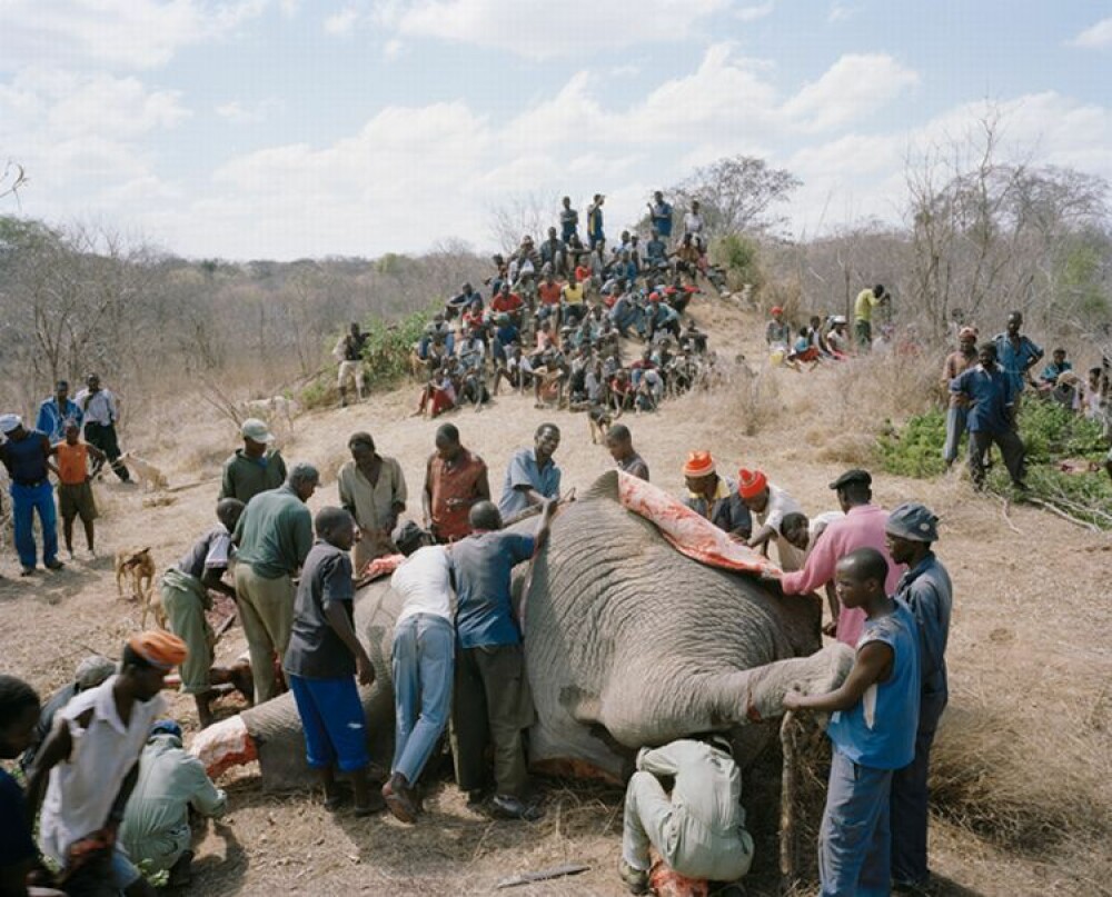 SOCANT! Atat de saraci incat au ajuns sa manance cadavre de elefanti - Imaginea 4