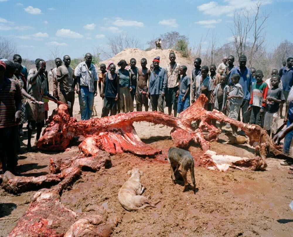 SOCANT! Atat de saraci incat au ajuns sa manance cadavre de elefanti - Imaginea 1