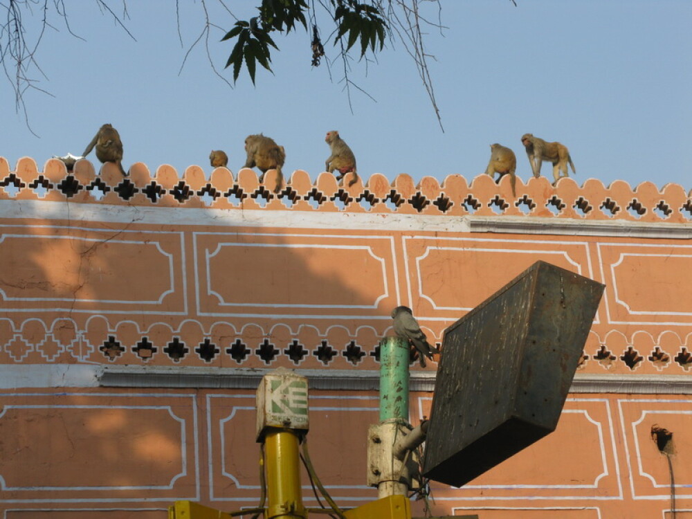 Planeta India: Viata in Jaipur, Orasul Roz - Imaginea 17