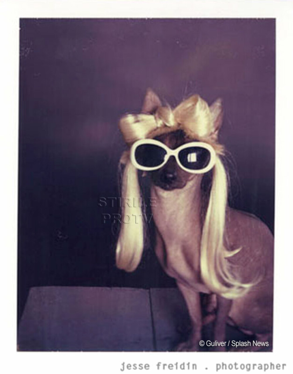 Doggie GaGa! Si cainii adopta stilul Lady GaGa! - Imaginea 5