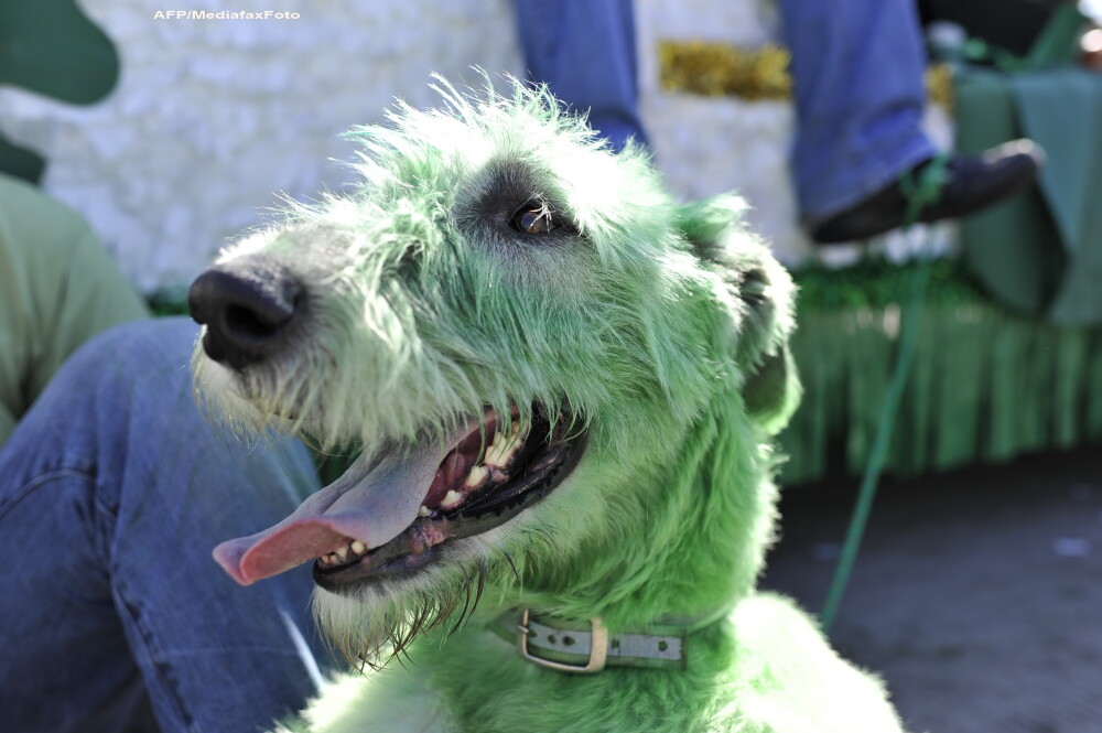 Ziua in care toata lumea a fost verde. Cele mai tari fotografii de Saint Patrick - Imaginea 8