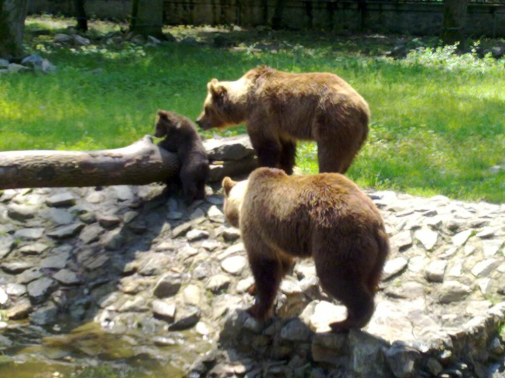 Dragoste cu… nabadai. Ursuletii de la ZOO trebuie mutati, pentru ca parintii lor sa se imperecheze - Imaginea 1