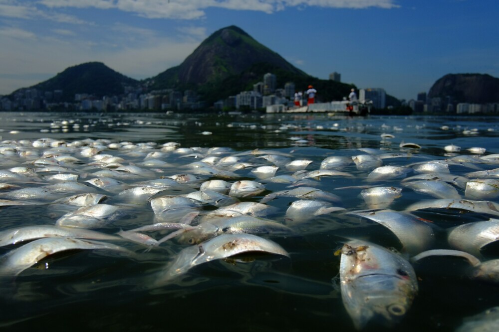 Locul unde va avea loc Olimpiada de peste 3 ani: tone de pesti morti la poalele lui Iisus in Rio - Imaginea 1