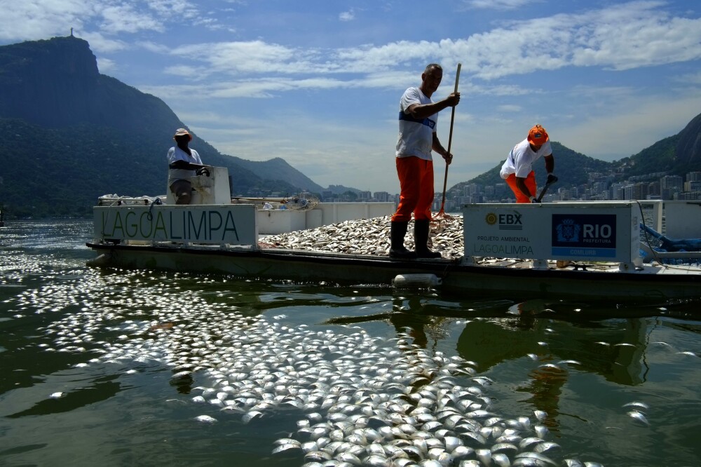 Locul unde va avea loc Olimpiada de peste 3 ani: tone de pesti morti la poalele lui Iisus in Rio - Imaginea 3