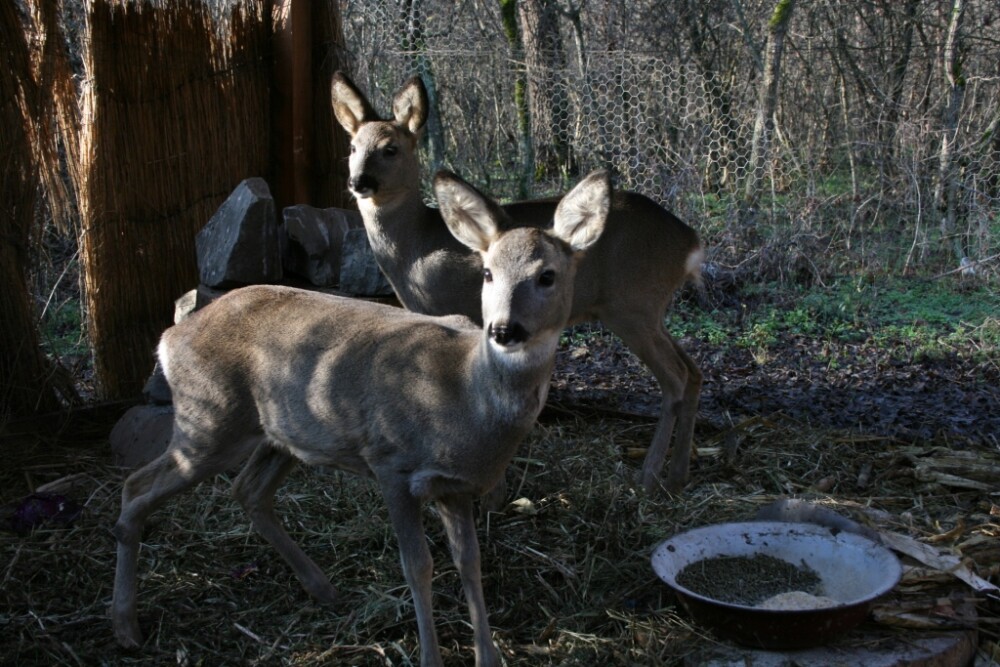Bambi si Faline au ajuns in salbaticie. Afla povestea celor mai iubite caprioare din Arad - Imaginea 2