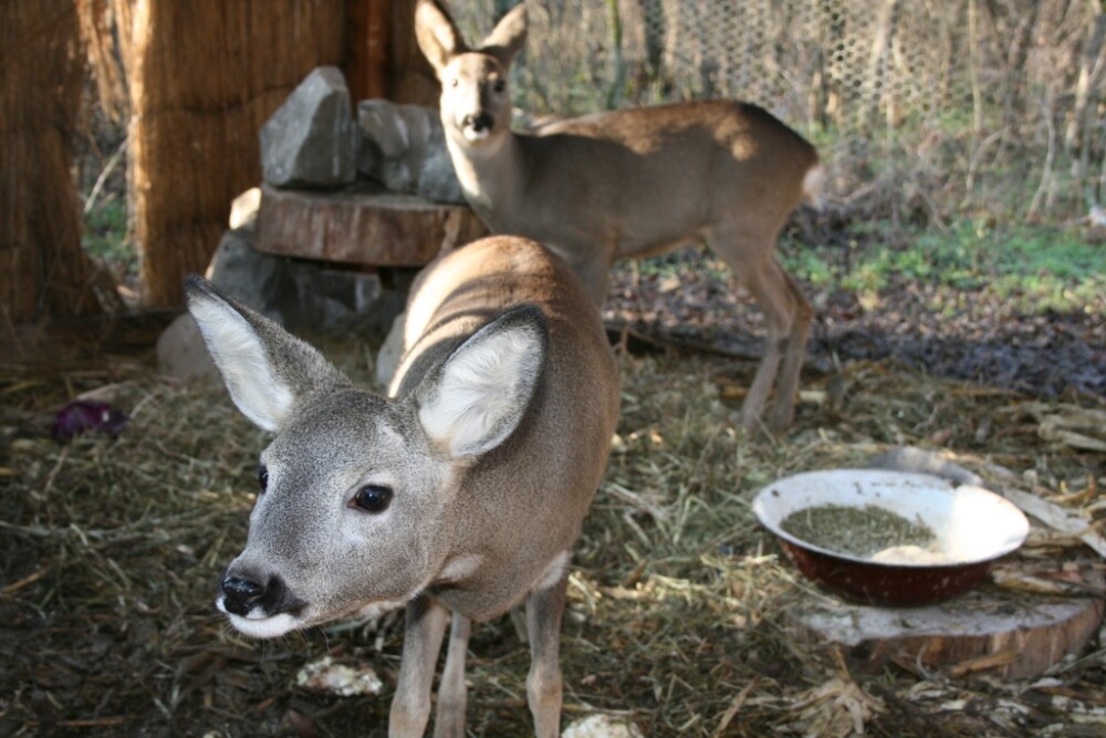 Bambi si Faline au ajuns in salbaticie. Afla povestea celor mai iubite caprioare din Arad - Imaginea 3