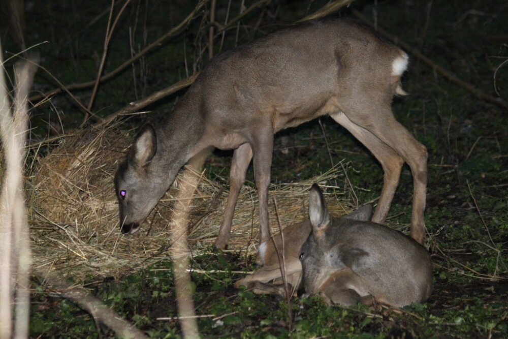 Bambi si Faline au ajuns in salbaticie. Afla povestea celor mai iubite caprioare din Arad - Imaginea 6