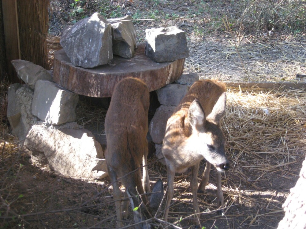 Bambi si Faline au ajuns in salbaticie. Afla povestea celor mai iubite caprioare din Arad - Imaginea 9