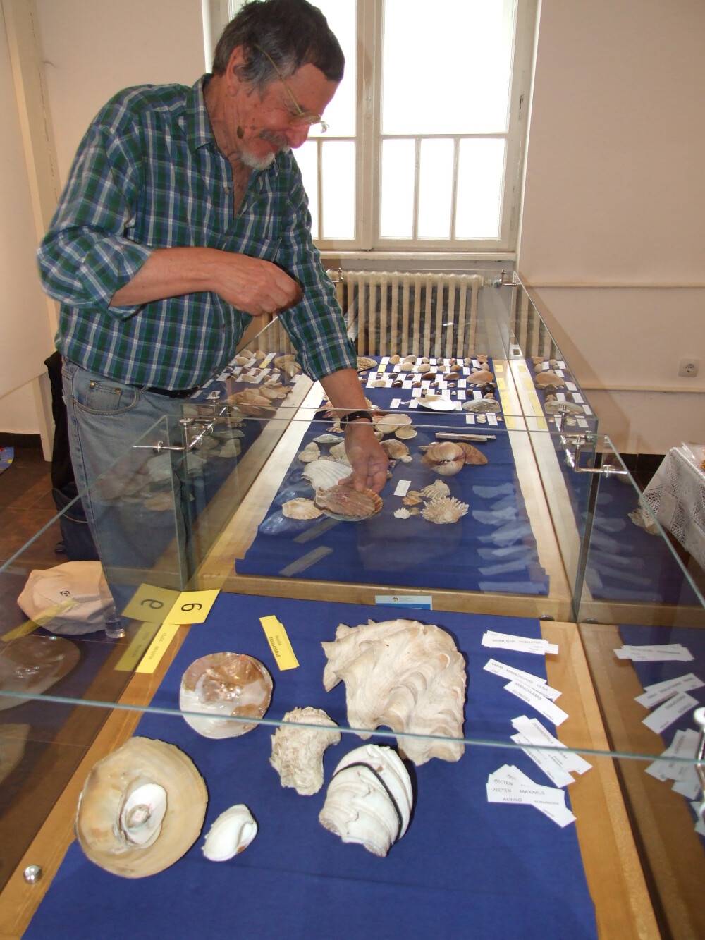 Expozitie rara la Arad. Peste 600 de exponate din lumea molustelor pot fi studiate la muzeu - Imaginea 1