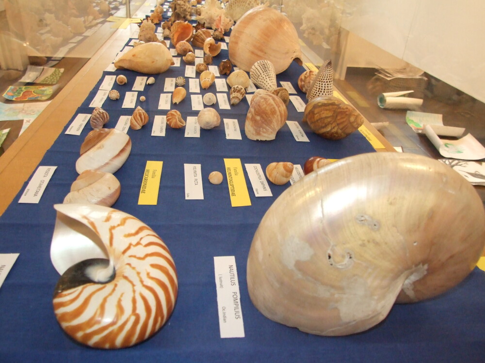 Expozitie rara la Arad. Peste 600 de exponate din lumea molustelor pot fi studiate la muzeu - Imaginea 2