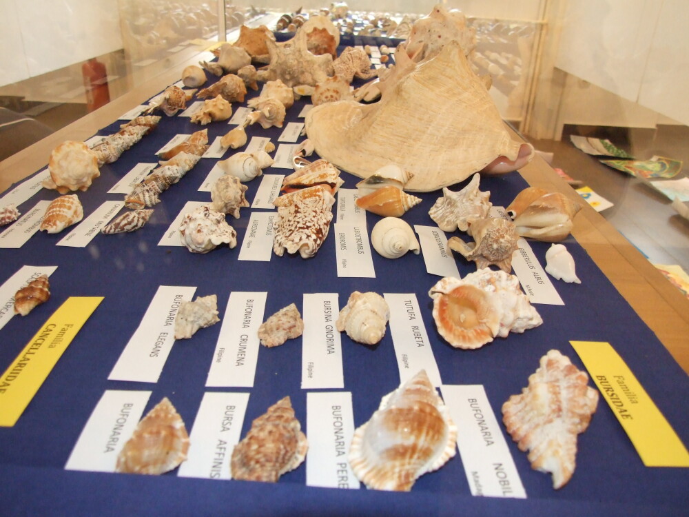 Expozitie rara la Arad. Peste 600 de exponate din lumea molustelor pot fi studiate la muzeu - Imaginea 4