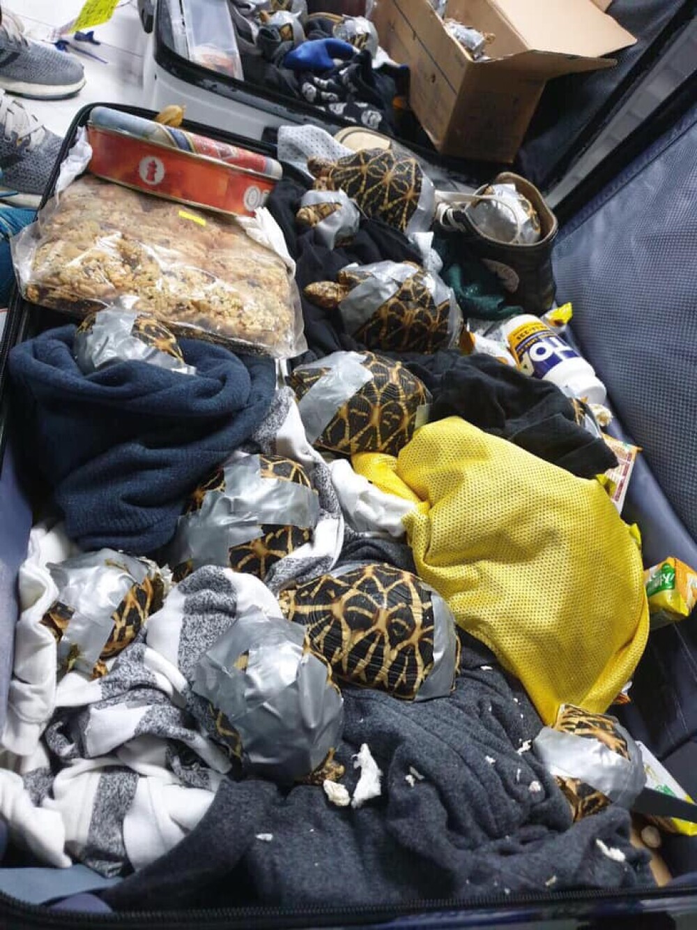 Descoperire uimitoare în două valize abandonate pe aeroportul din Manila. GALERIE FOTO - Imaginea 2