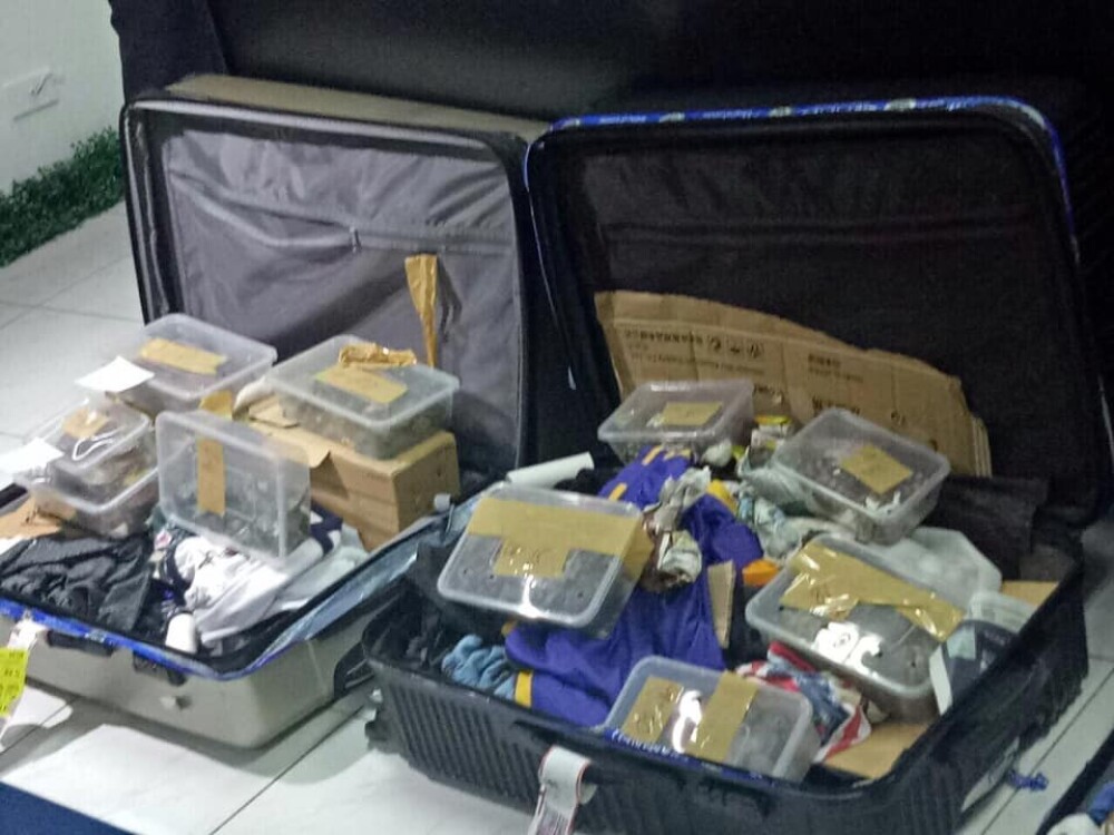 Descoperire uimitoare în două valize abandonate pe aeroportul din Manila. GALERIE FOTO - Imaginea 3