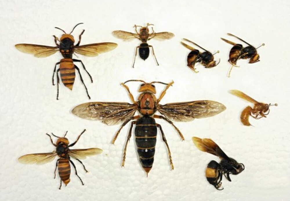 Cea mai mare viespe ucigaşă din lume, găsită în China. I se spune 