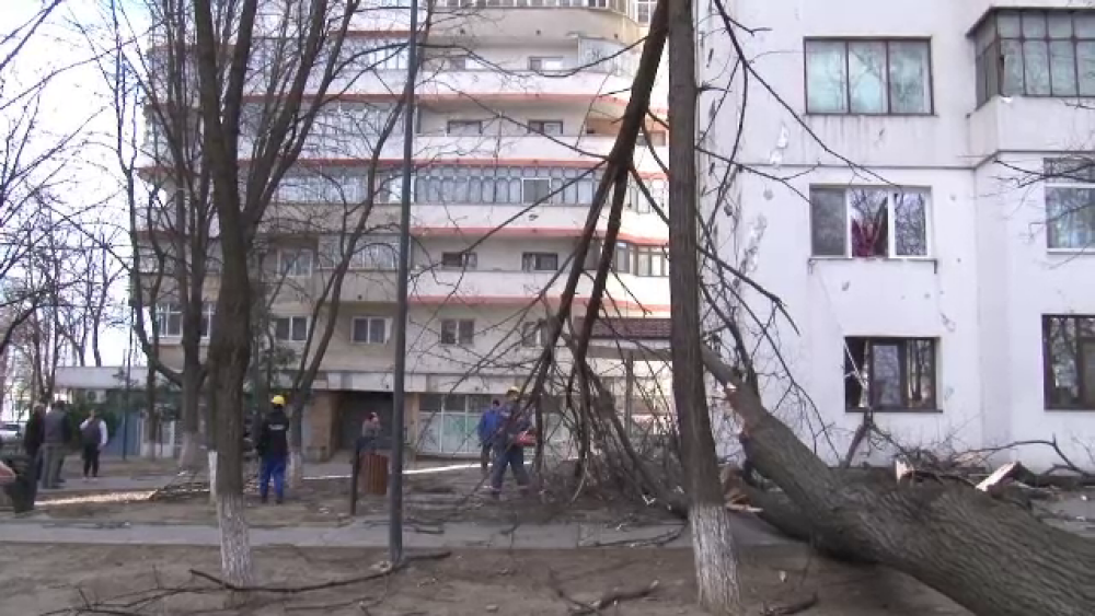 Reacția unui bărbat din Botoșani când s-a trezit cu copacul în casă: „Să scot eu bani” - Imaginea 4