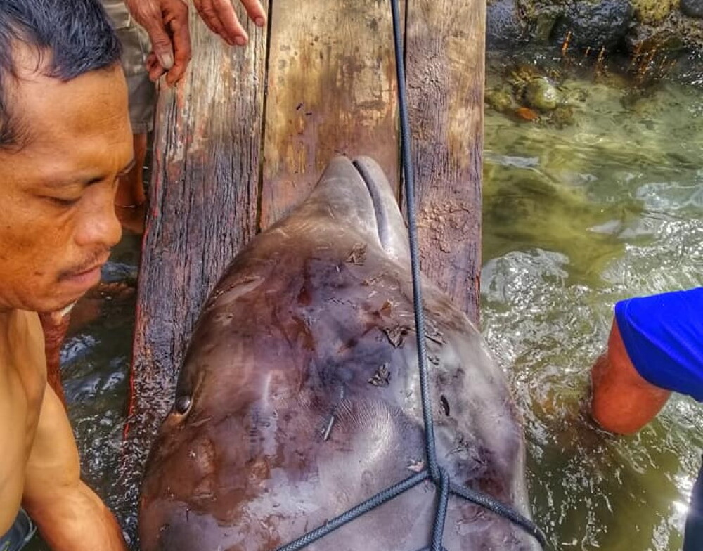 Ce se afla în stomacul unei balene găsită moartă pe o plajă din Filipine. FOTO - Imaginea 1