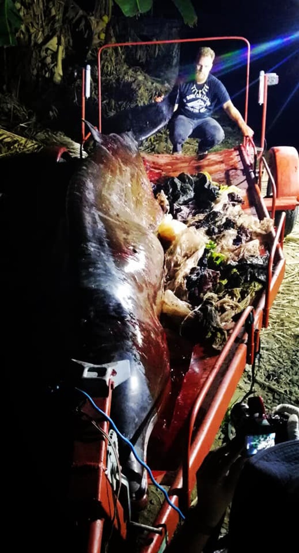 Ce se afla în stomacul unei balene găsită moartă pe o plajă din Filipine. FOTO - Imaginea 4