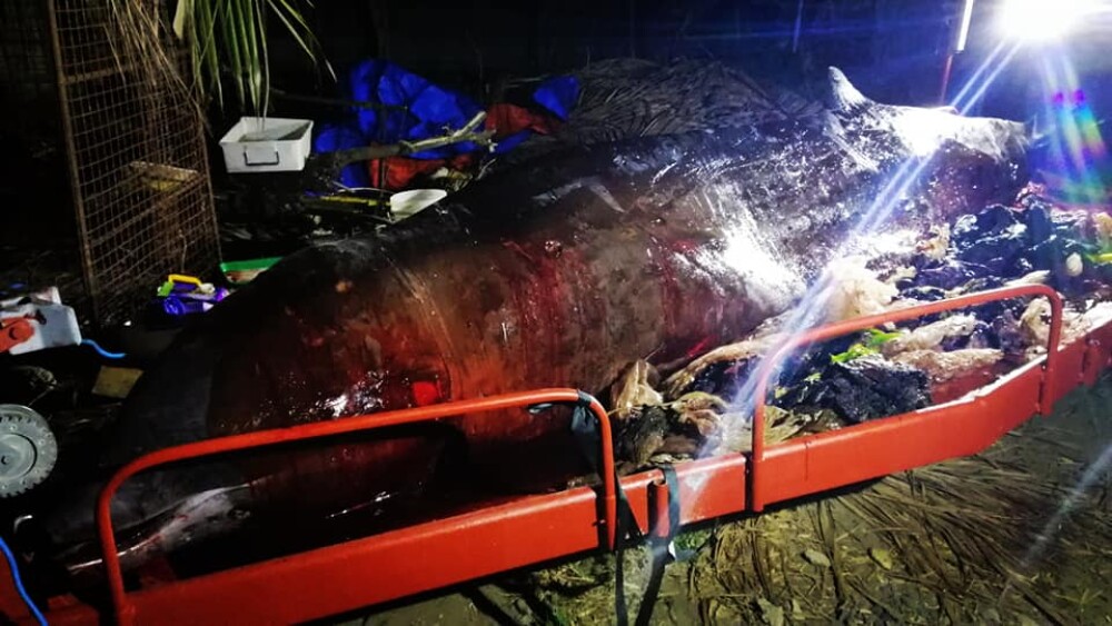 Ce se afla în stomacul unei balene găsită moartă pe o plajă din Filipine. FOTO - Imaginea 6