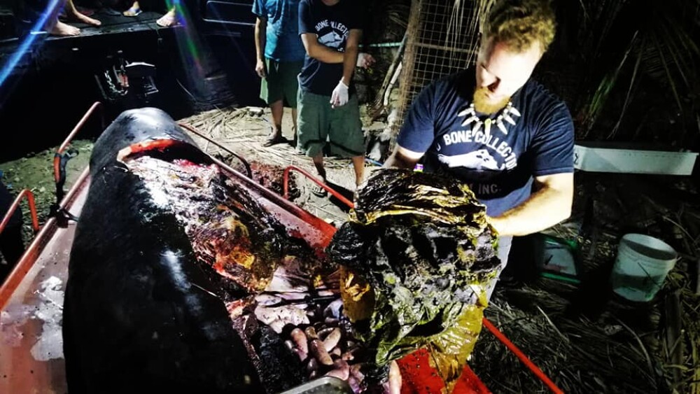 Ce se afla în stomacul unei balene găsită moartă pe o plajă din Filipine. FOTO - Imaginea 9