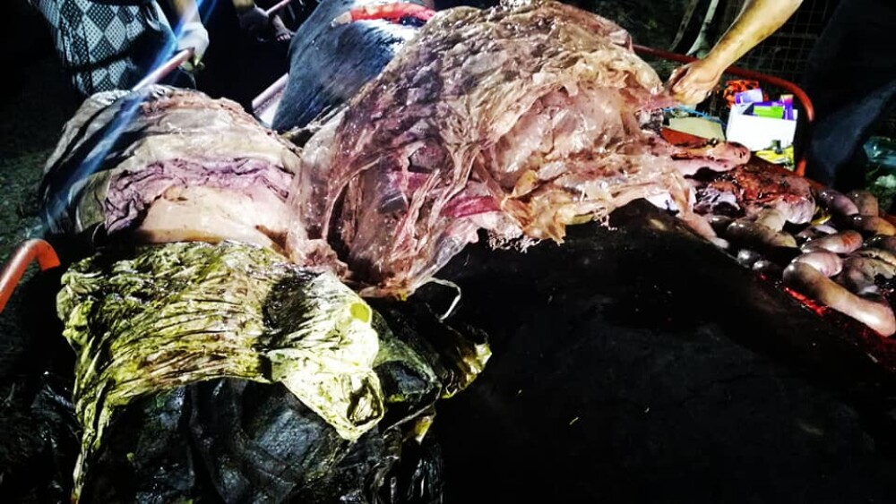 Ce se afla în stomacul unei balene găsită moartă pe o plajă din Filipine. FOTO - Imaginea 10
