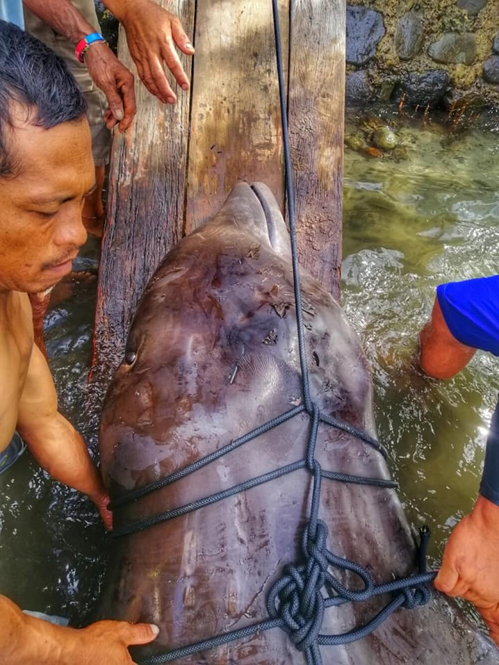 Ce se afla în stomacul unei balene găsită moartă pe o plajă din Filipine. FOTO - Imaginea 12