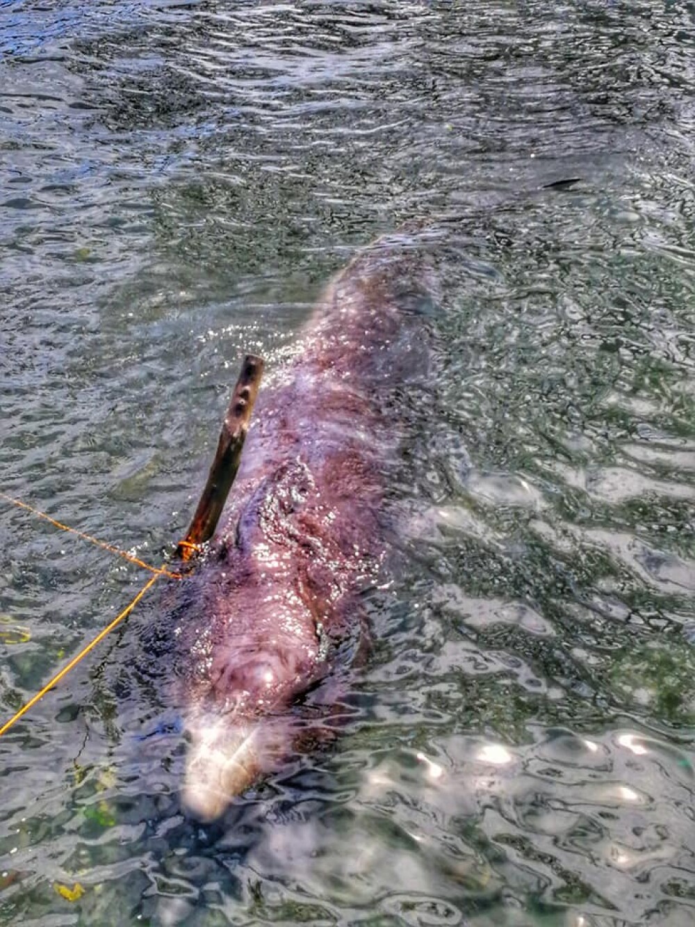 Ce se afla în stomacul unei balene găsită moartă pe o plajă din Filipine. FOTO - Imaginea 13