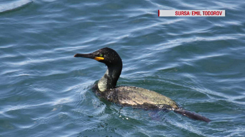 Cum arată cormoranul moțat, specia care a migrat în România. Le dă bătăi de cap pescarilor - Imaginea 2