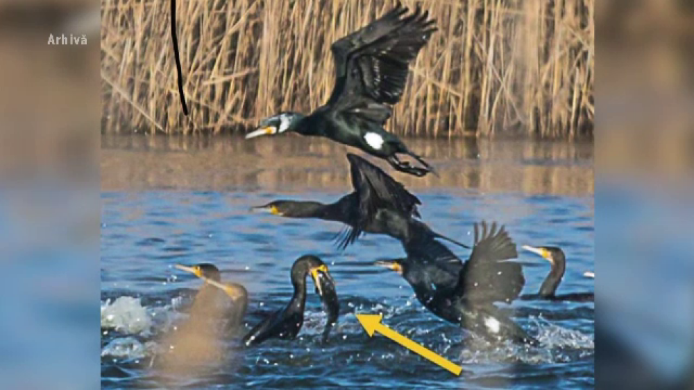 Cum arată cormoranul moțat, specia care a migrat în România. Le dă bătăi de cap pescarilor - Imaginea 4