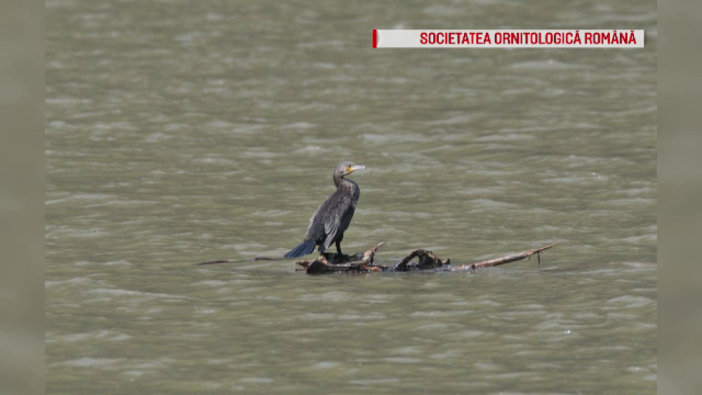 Cum arată cormoranul moțat, specia care a migrat în România. Le dă bătăi de cap pescarilor - Imaginea 5