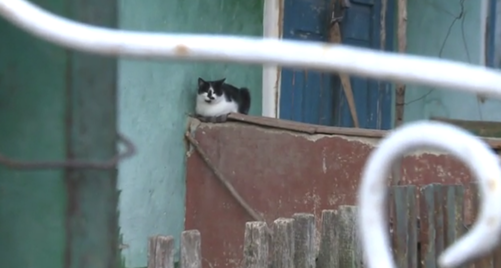 Satul din Moldova unde a mai rămas doar o pisică. Ultimii localnici s-au ucis între ei - Imaginea 1