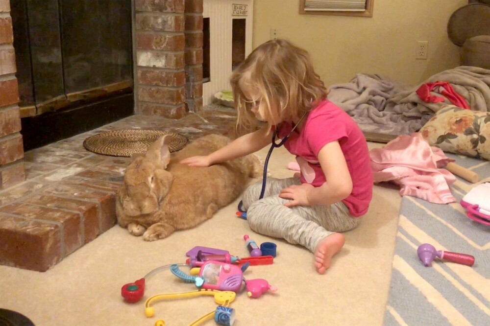 Un iepure gigant este cel mai bun prieten al unei fetițe de 3 ani. GALERIE FOTO - Imaginea 2