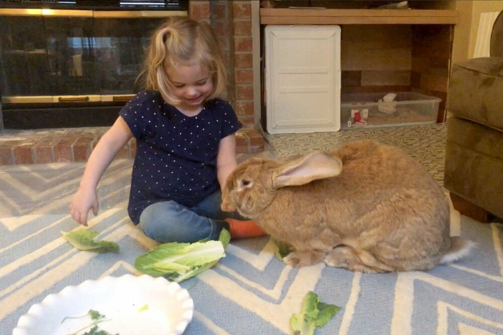 Un iepure gigant este cel mai bun prieten al unei fetițe de 3 ani. GALERIE FOTO - Imaginea 3