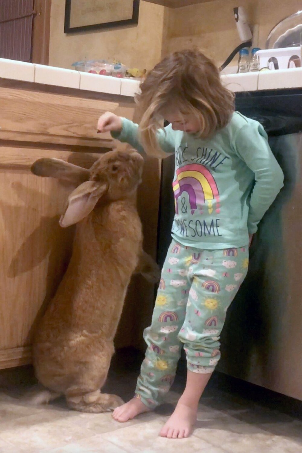 Un iepure gigant este cel mai bun prieten al unei fetițe de 3 ani. GALERIE FOTO - Imaginea 4