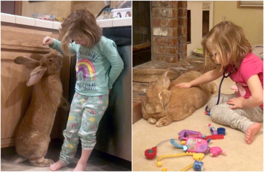Un iepure gigant este cel mai bun prieten al unei fetițe de 3 ani. GALERIE FOTO - Imaginea 1