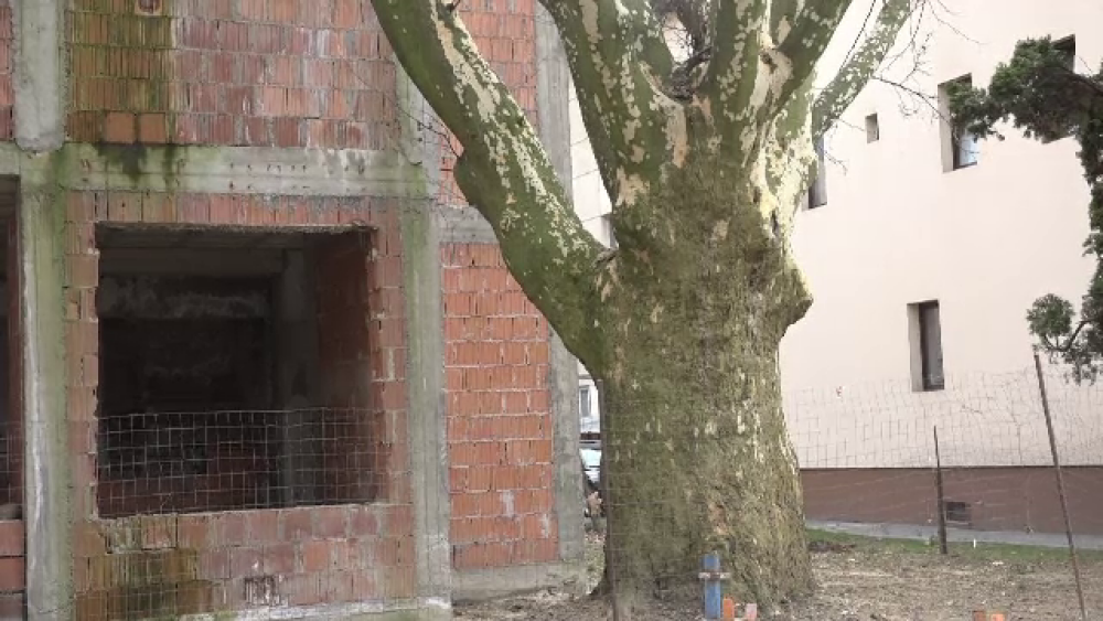 Copacul anului în România, ”masacrat” cu drujba. Reacția primarului - Imaginea 2