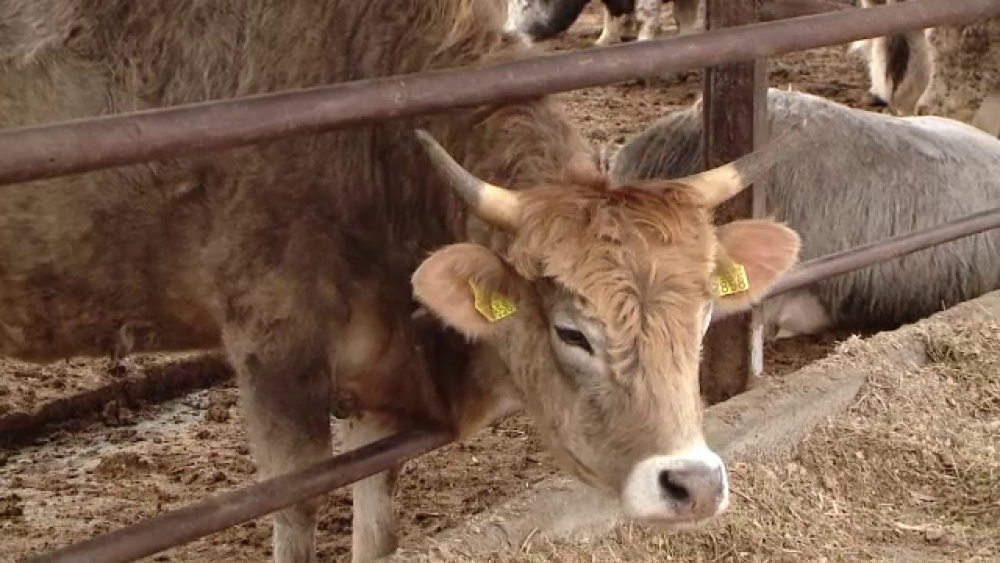 Vacile care sunt pe cale de dispariție în România. Se mai găsesc 200 de exemplare - Imaginea 1
