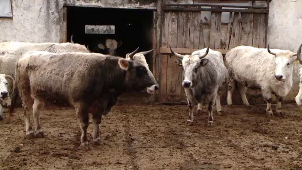 Vacile care sunt pe cale de dispariție în România. Se mai găsesc 200 de exemplare - Imaginea 2