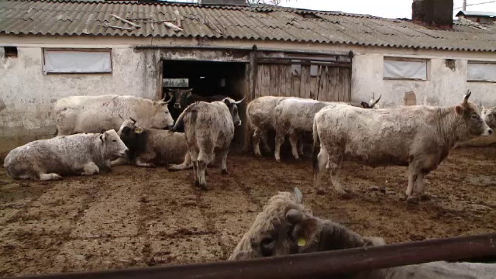 Vacile care sunt pe cale de dispariție în România. Se mai găsesc 200 de exemplare - Imaginea 3